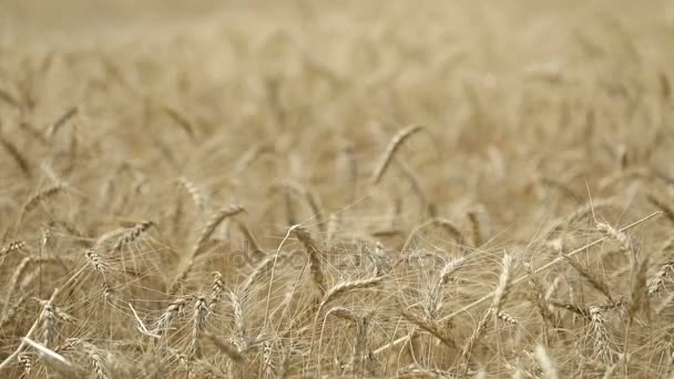 Gele oren tarwe zwaaien in de wind, het veld van de achtergrond van rijpe oren van graan, oogst, tarwe groeien op veld, video, Close-up, zijaanzicht — Stockvideo