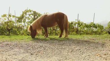 kahverengi küçük at üzerinde bir çayır grazes, küçük at yiyor çimen, yakın çekim, kahverengi midilli