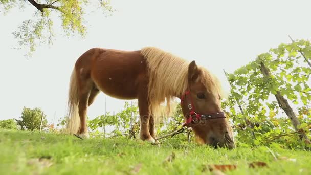 Pony marrón roza en un prado, pony come hierba, primer plano — Vídeo de stock