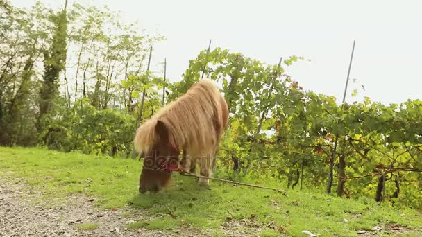 栗毛のポニーは牧草地にかすめる、ポニーを食べる草、クローズ アップ — ストック動画