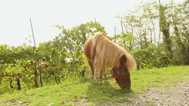 栗毛のポニーは牧草地にかすめる、ポニーを食べる草、クローズ アップ — ストック動画