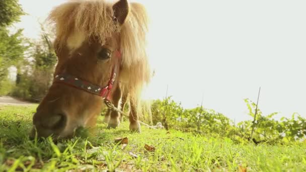 Marrón pony está comiendo hierba en la parte posterior de la cámara, pony está comiendo hierba, primer plano — Vídeo de stock