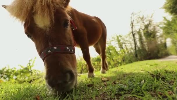 Бурый пони ест траву в задней части камеры, пони ест траву, крупным планом — стоковое видео