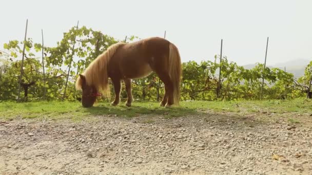 Il piccolo cavallo marrone sfiora su un prato, il piccolo cavallo mangia l'erba, il primo piano, il pony marrone — Video Stock