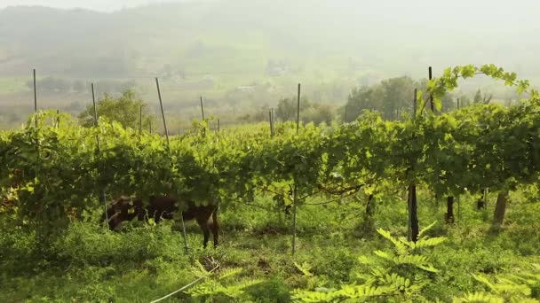 Bela vista panorâmica do vale italiano com vinhas, um pônei come uvas. panorama — Vídeo de Stock