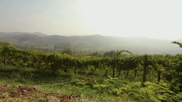 Bela vista panorâmica do vale italiano com vinhas, um pônei come uvas. panorama — Vídeo de Stock