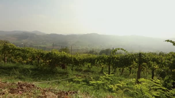 Bela vista panorâmica do vale italiano com vinhas, um pônei come uvas. panorama — Vídeo de Stock