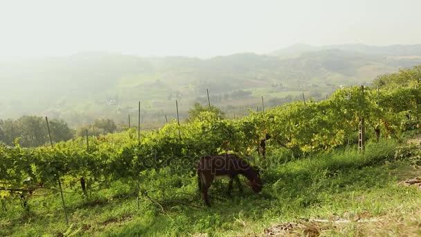 Hermosa vista panorámica del valle italiano con viñedo. Caballo marrón pastando en un prado, caballo pequeño come hierba — Vídeo de stock