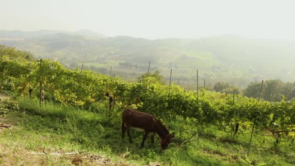 Schöne Panoramasicht auf das italienische Tal mit Weinberg. Braunes Pferdchen grast auf einer Wiese, Pferdchen frisst Gras — Stockvideo