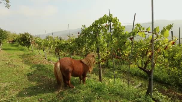 Vacker brun ponny äter vindruvor, ponny äter druvorna på en vingård i Italien, närbild — Stockvideo