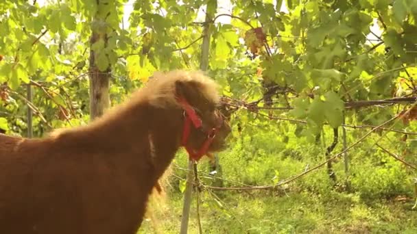 Красивий коричневий поні їсть виноград, поні їсть винограду на винограднику в Італії, Закри — стокове відео