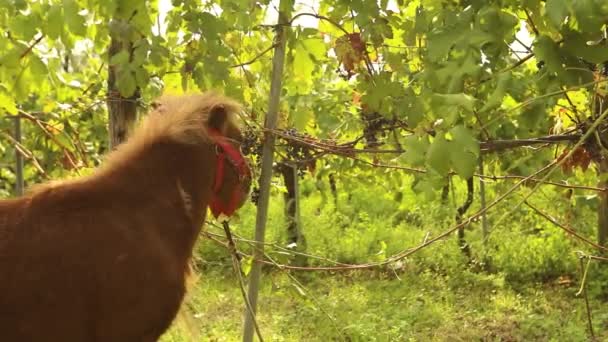 Bellissimo pony bruno mangia uva, pony mangia uva su un vigneto in Italia, primo piano — Video Stock