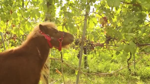 Schönes braunes Pony frisst Trauben, Pony frisst Trauben auf einem Weinberg in Italien, Nahaufnahme — Stockvideo