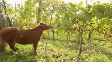 Güzel kahverengi at yer üzüm, midilli İtalya'da, bir üzüm bağı üzerinde üzüm yer yakın çekim