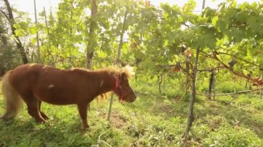 Güzel kahverengi at yer üzüm, midilli İtalya'da, bir üzüm bağı üzerinde üzüm yer yakın çekim