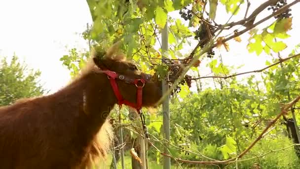 Piękny brązowy koń zjada winogron, Pony zjada winogron na terenie winnicy w Włochy, zbliżenie — Wideo stockowe