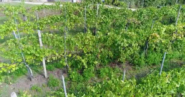Vliegen over een wijngaard, wijngaarden close-up, wijnproductie, close-up — Stockvideo
