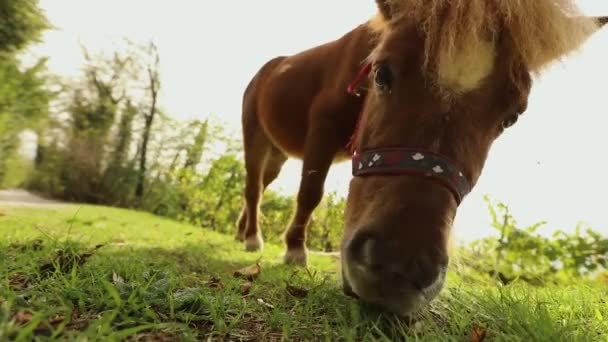 Brown pony is eating grass in the back of the camera, pony is eating grass, close-up — Stock Video