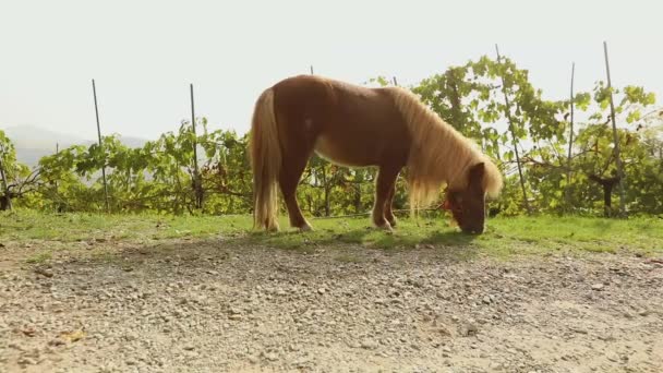 Il piccolo cavallo marrone sfiora su un prato, il piccolo cavallo mangia l'erba, il primo piano, il pony marrone — Video Stock