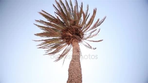 Ein Sonnenstrahl durch die Palmblätter, Palme gegen den blauen Himmel, die Sonne scheint, Krone aus Palmblättern vor blauem Himmel — Stockvideo