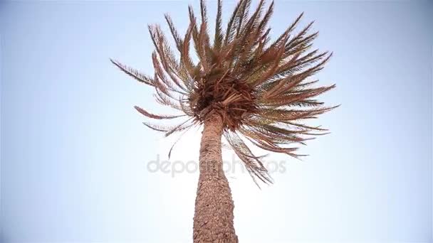 Un rayon de soleil à travers les feuilles de palmier, palmier contre le ciel bleu, le soleil brille, couronne de feuilles de palmier sur un fond de ciel bleu — Video