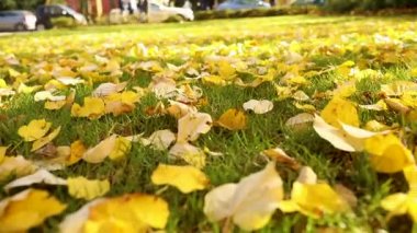Parlak sarı yeşil çimenlerin üzerinde sonbaharda yapraklar. Şehir Parkı. Sonbahar yaprakları altında güneş ışınları, yeşil çimenlerin üzerinde yakın çekim