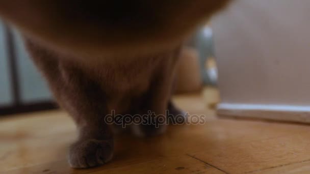 İngiliz kedi Oda, daire gri İngiliz kedi, İskoç kedi yürüyüşler odanın etrafında gizlice koridoru geç kameraya, seyir yakın çekim — Stok video