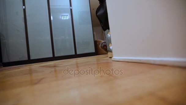 Βρετανική γάτα στο δωμάτιο, γκρι βρετανική γάτα στο διαμέρισμα, σκωτσέζικο γάτα βόλτες γύρω από το δωμάτιο, που γλιστρά κατά μήκος του διαδρόμου, εξετάζοντας τη φωτογραφική μηχανή, γκρο πλαν — Αρχείο Βίντεο