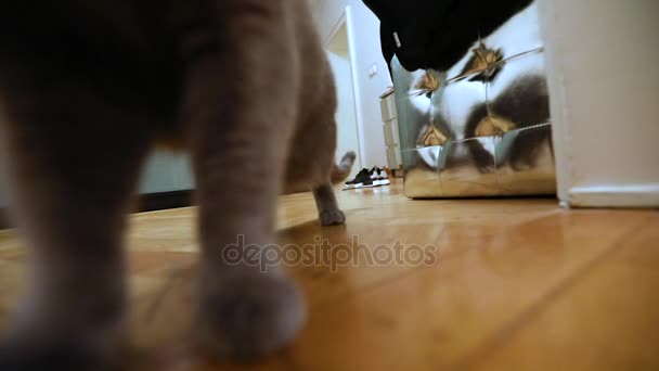 Gato britânico na sala, Gato britânico cinza no apartamento, Gato escocês caminha ao redor da sala, esgueira-se ao longo do corredor, olhando para a câmera, close-up — Vídeo de Stock