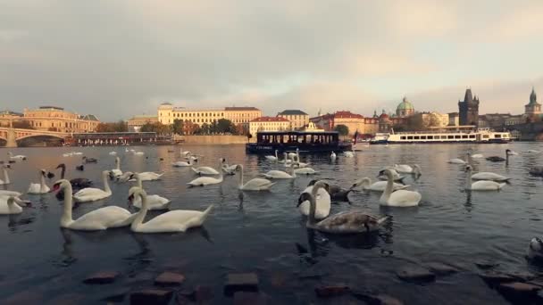 Cisnes en el río Moldava, Cisnes en Praga, vista panorámica, gran angular, vista del casco antiguo y el puente de Carlos a través del río Moldava en Praga — Vídeo de stock