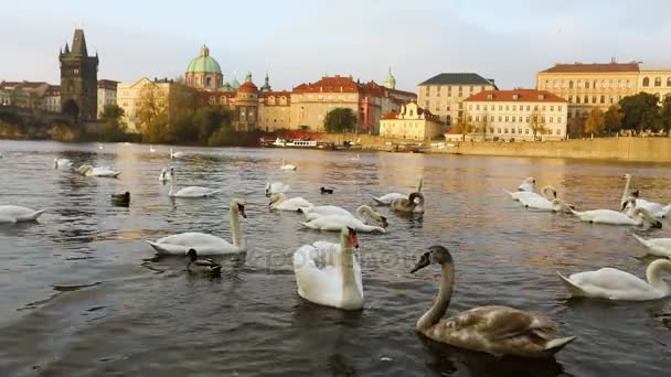 Cigni sul fiume Moldava, Cigni a Praga, vista panoramica, ampio angolo, vista sulla città vecchia e Ponte Carlo attraverso il fiume Moldava a Praga — Video Stock
