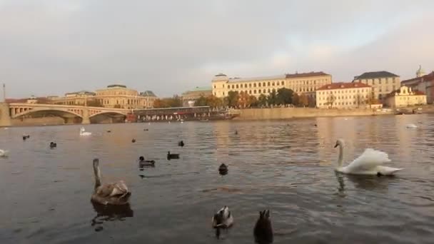 Hattyúk a Moldva folyón, hattyúk, Prágában, panoráma, széles szög, kilátás az óvárosra és a Károly híd Prága, a Moldva-folyó — Stock videók