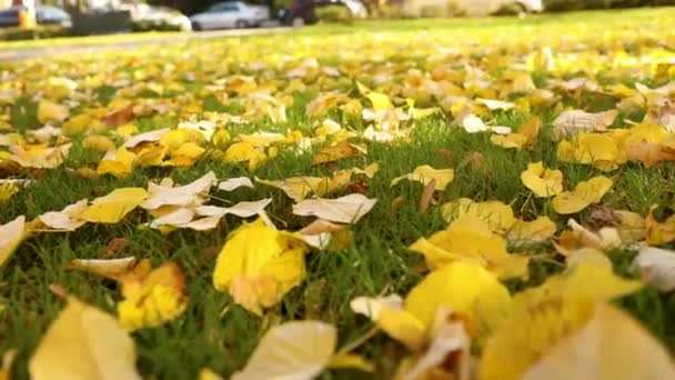 Ljusa gula blad på grönt gräs under hösten. City park. Höstlöv på det gröna gräset under solstrålar, närbild — Stockvideo