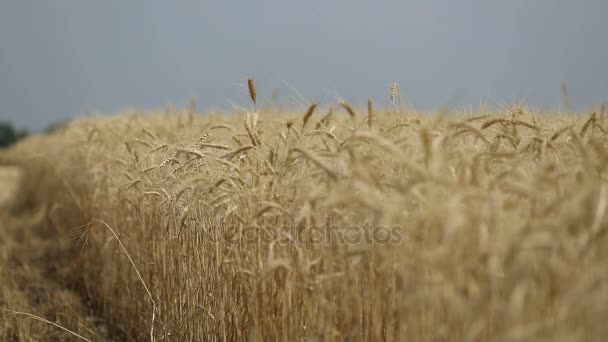 Žlutý uši pšenice houpat ve větru, pozadí oblasti zralé klasy pšenice, sklizeň, pšenice rostoucí na hřišti, video, Close-up, boční pohled — Stock video