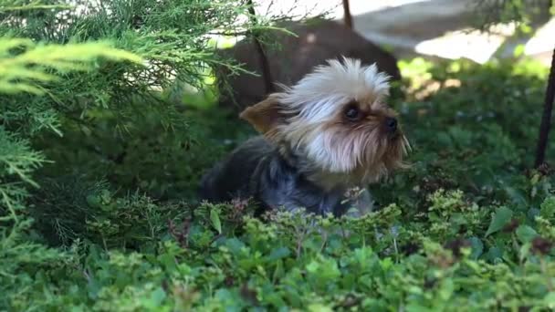 Niedlicher und pelziger Hund, kleiner Hund, der im Gras spielt — Stockvideo