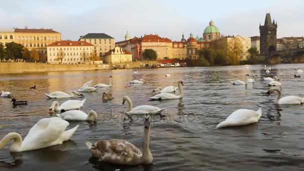 Swans on the Vltava River, Swans in Prague, panoramic view, wide angle, view of the old town and Charles Bridge across the Vltava River in Prague — Stock Video