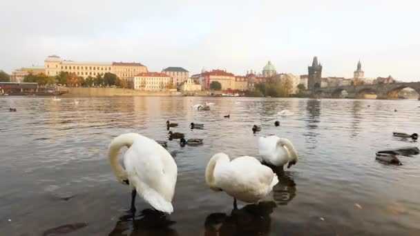 Cisnes en el río Moldava, Cisnes en Praga, vista panorámica, gran angular, vista del casco antiguo y el puente de Carlos a través del río Moldava en Praga — Vídeos de Stock