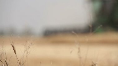 Sarı kulakları buğday sway rüzgarda, arka plan alanını olgun kulak buğday hasat, sahada büyüyen buğday