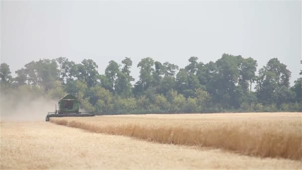 Комбайн на пшеничному полі, Зелений комбайн, що працює на полі, вид на комбайни і трактори, що працюють на великому пшеничному полі — стокове відео