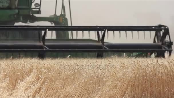 Combine colheitadeira no campo de trigo, colheitadeira verde trabalhando no campo, vista sobre as combinações e tratores que trabalham no campo de trigo grande, close-up — Vídeo de Stock
