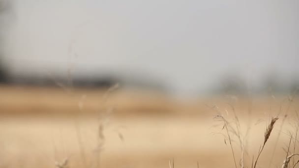 Orecchie gialle ondeggiano nel vento, il campo di fondo di spighe mature di grano, Raccolta, Grano che cresce sul campo — Video Stock