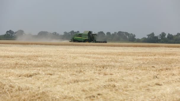 Mähdrescher auf dem Weizenfeld, grüne Mähdrescher auf dem Feld, Blick auf die Mähdrescher und Traktoren auf dem großen Weizenfeld — Stockvideo