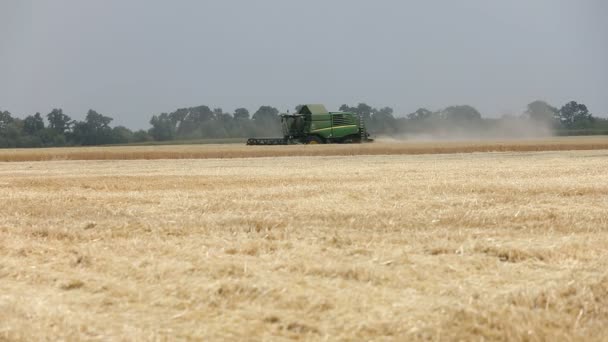 Mähdrescher auf dem Weizenfeld, grüne Mähdrescher auf dem Feld, Blick auf die Mähdrescher und Traktoren auf dem großen Weizenfeld — Stockvideo