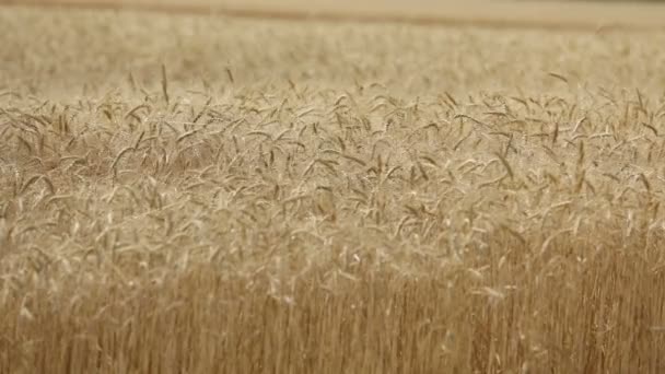 Gele oren tarwe zwaaien in de wind, het veld van de achtergrond van rijpe oren van graan, oogst, tarwe groeien op veld, video, Close-up, zijaanzicht — Stockvideo