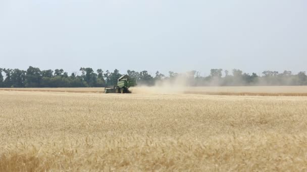 Combineren harvester op het tarweveld, groene maaimachine werkt op het veld, op de combineert en trekkers die werken op het groot tarweveld bekijken — Stockvideo