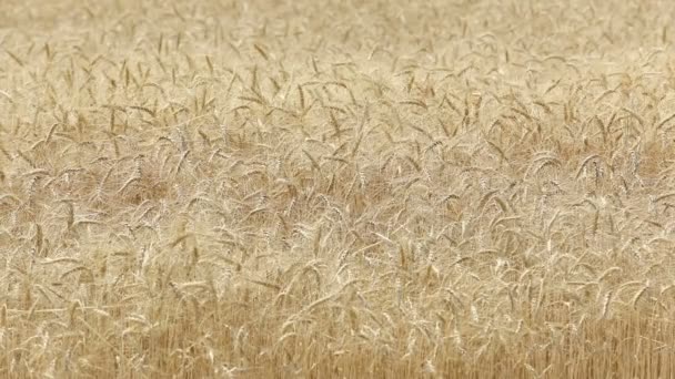 Жовті вуха пшениці погойдуються на вітрі, фонове поле стиглих вух пшениці, урожай, пшениця росте на полі, відео, Крупним планом, вид збоку — стокове відео