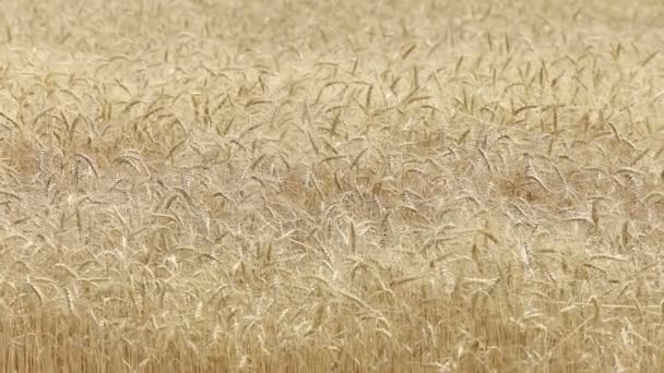 Gele oren tarwe zwaaien in de wind, het veld van de achtergrond van rijpe oren van graan, oogst, tarwe groeien op veld, video, Close-up, zijaanzicht — Stockvideo