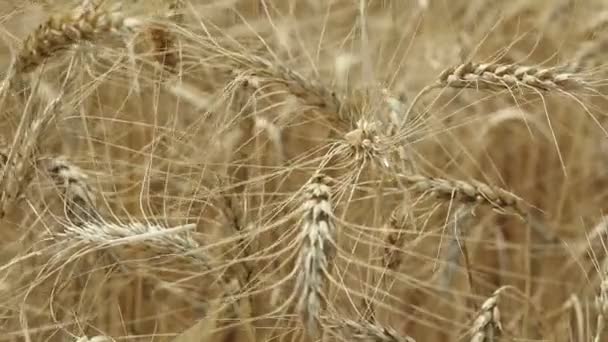 Las espigas amarillas se balancean en el viento, el campo de fondo de las espigas maduras de trigo, Cosecha, Trigo creciendo en el campo, video, Primer plano, vista lateral — Vídeo de stock