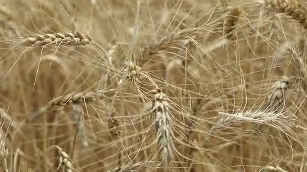 Žlutý uši pšenice houpat ve větru, pozadí oblasti zralé klasy pšenice, sklizeň, pšenice rostoucí na hřišti, video, Close-up, boční pohled — Stock video