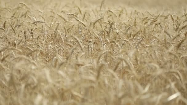 Gele oren tarwe zwaaien in de wind, het veld van de achtergrond van rijpe oren van graan, oogst, tarwe groeien op veld, video, Close-up, zijaanzicht — Stockvideo